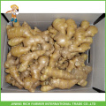 China Goods Wholesale Fresh Ginger And Garlic